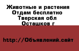 Животные и растения Отдам бесплатно. Тверская обл.,Осташков г.